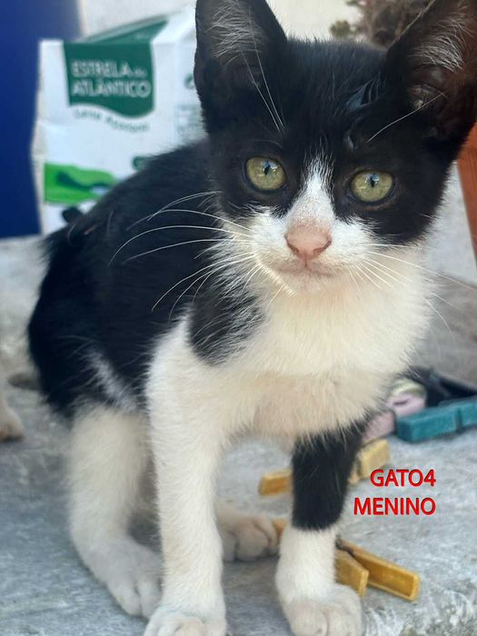 Procura-se Família Responsável! (4 Gatinhos de 2 Meses)