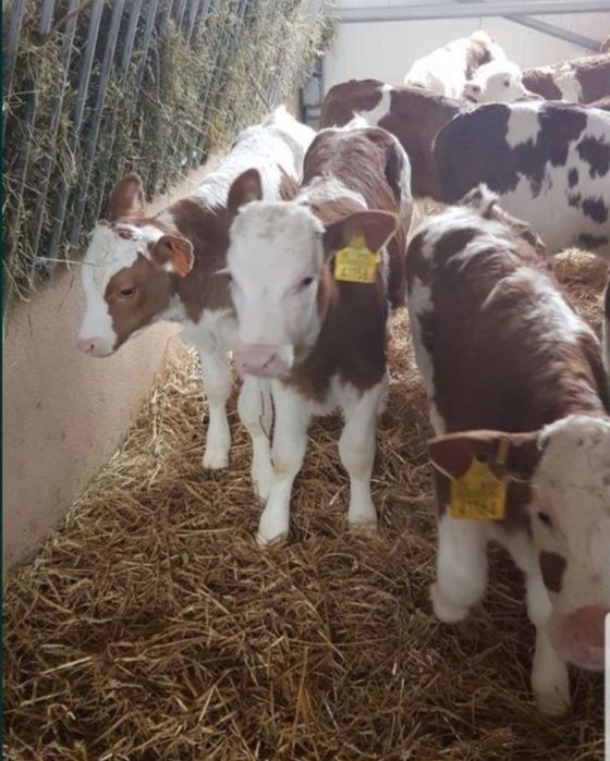 Cielaki do sprzedania