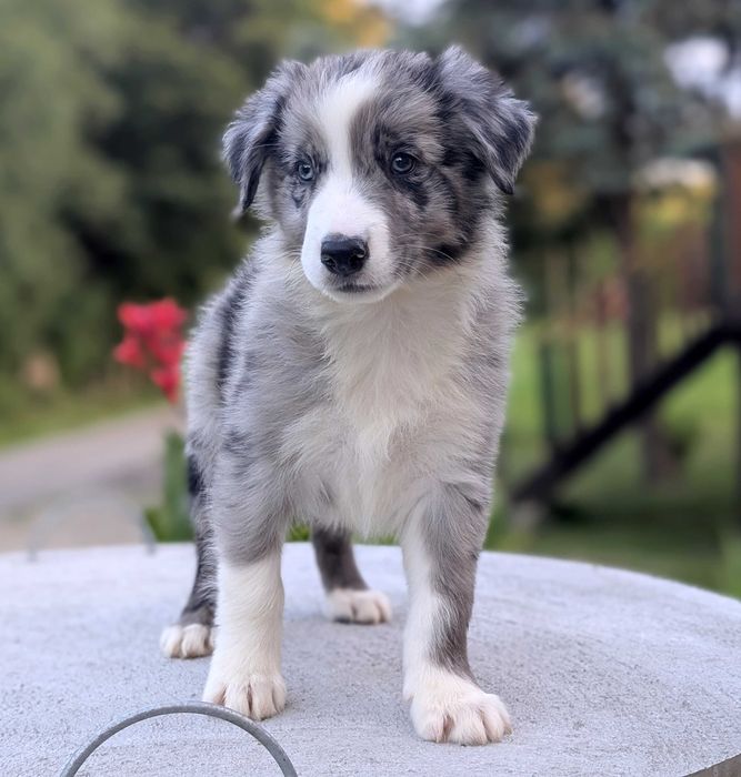 Border Collie samiec pies blue merle przebadani rodzice do odbioru