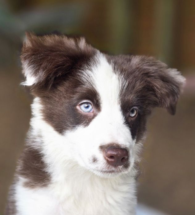 Border collie piesek czekoladowy ZKwP FCi