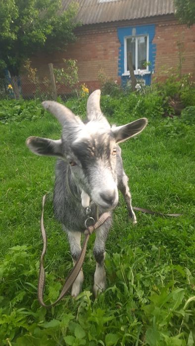 Продам, козлика хорошої породи