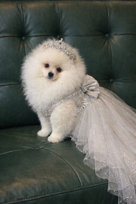 Дівчинка померанський шпіц