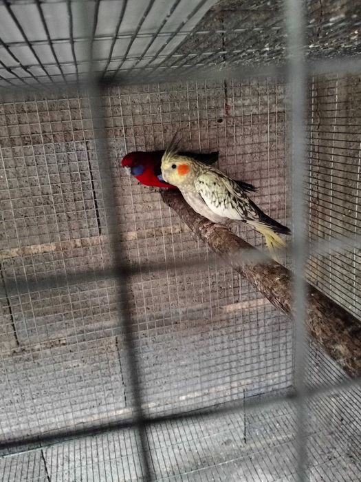Várias aves para de 2025