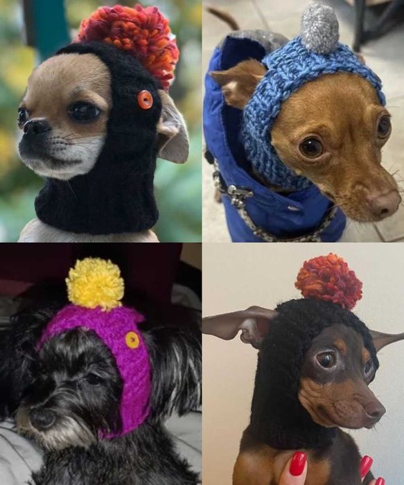 У вас собака мілкої породи мерзлякуватий кіт? Вам треба його приодіть