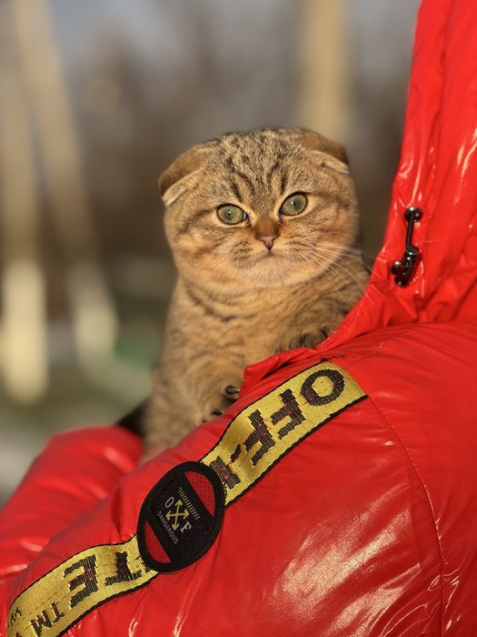 Золоте диво шукає свою родину