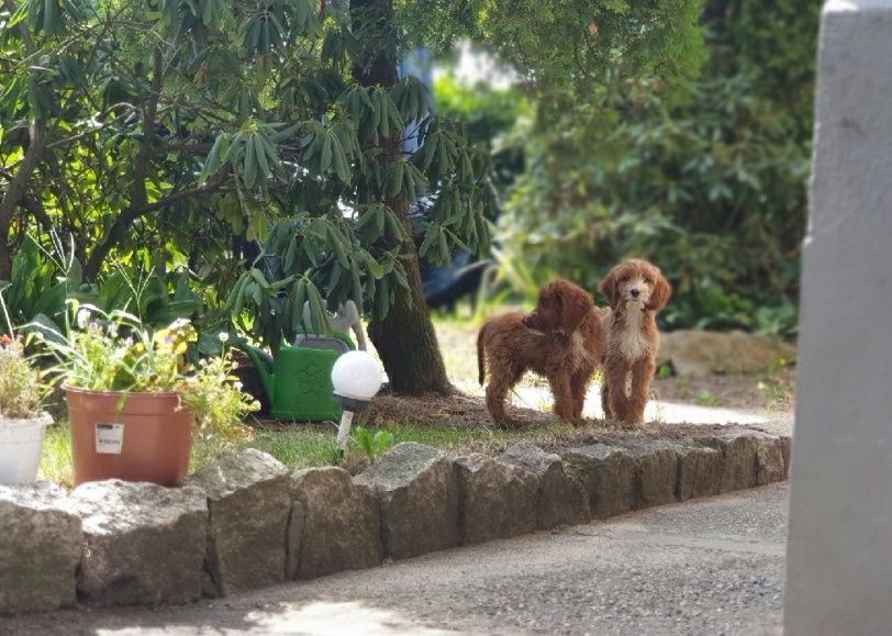 Irishdoodle szczeniak * Jak goldendoodle  *  Jak cockapoo CUDNE