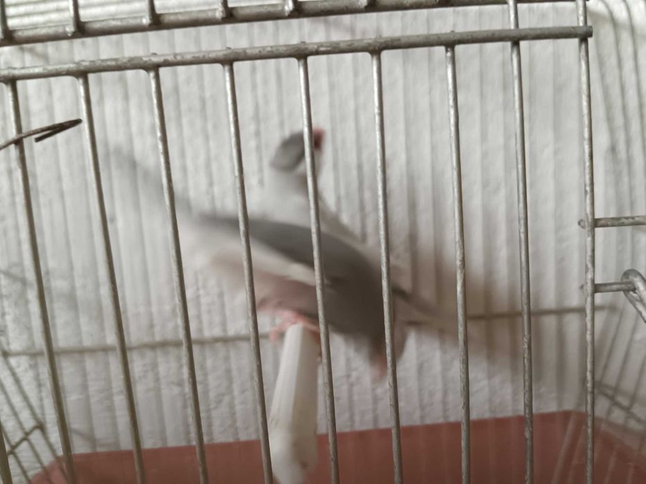 Vendo casal de pardais de java cinza