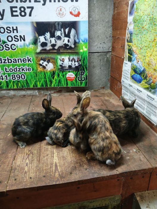 Srokacz reński ,samiec samice królik króliki