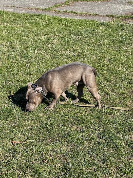 Американський буллі, Стафф, Пітбуль. В'язка. Амбуль.
