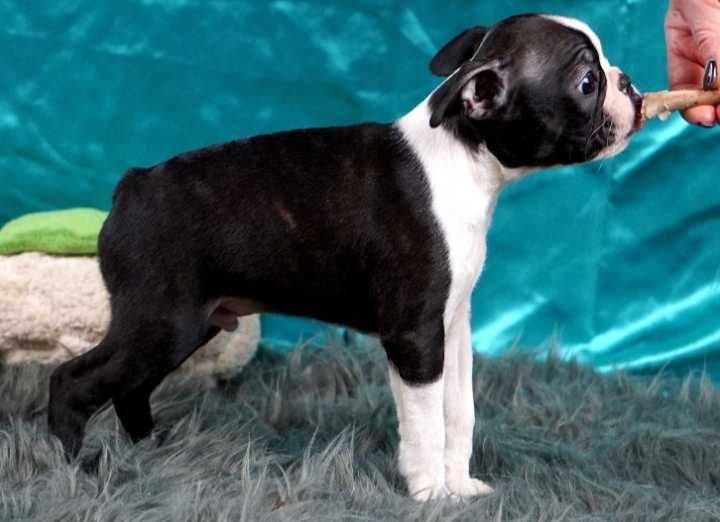 Boston terrier disponível