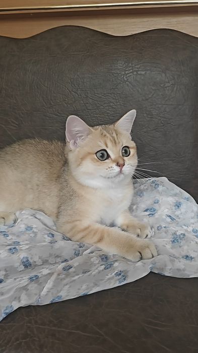 Золотая шиншилла шикарная девочка