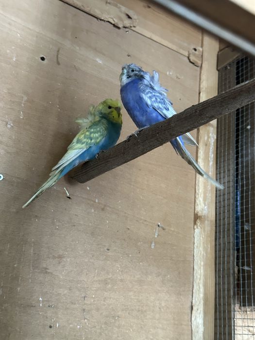 Casal Periquitos Hagoromos