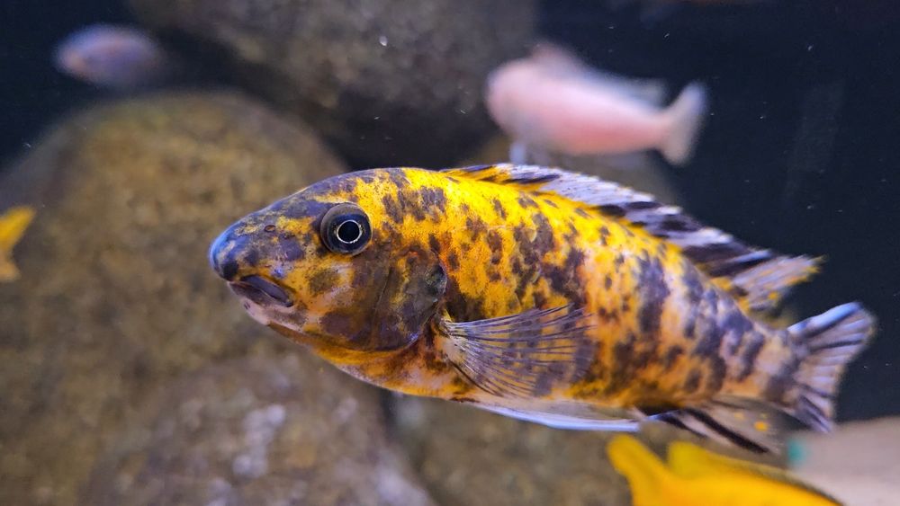 Labeotropheus trewavase chilumba