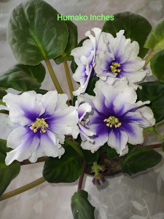 Фіалка (сенполія) продам