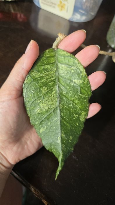 Hoya sp. Previously Vitellinoides