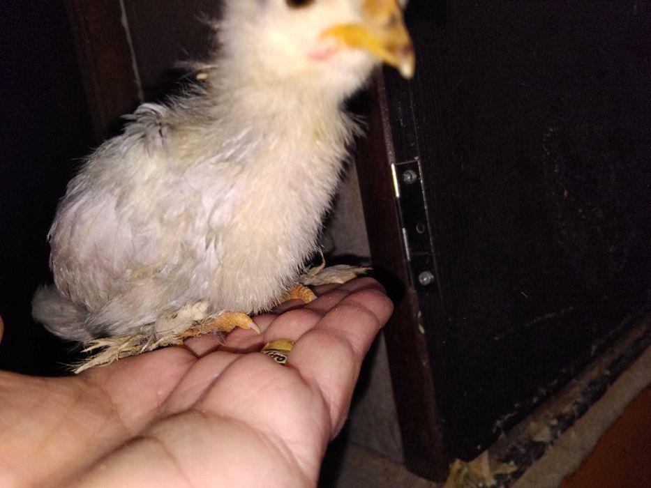 Pekins Lavanda Pintos