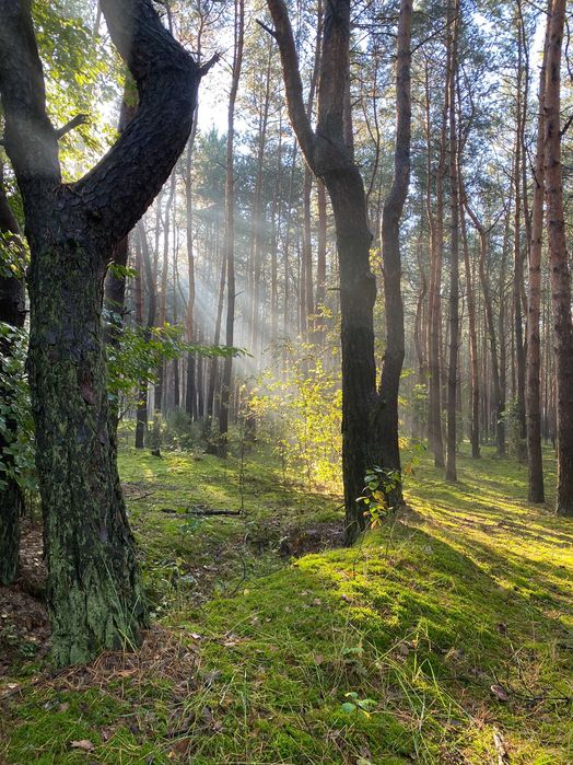 Domki, domek. Do wynajęcia. Sauna Balia. Ferie