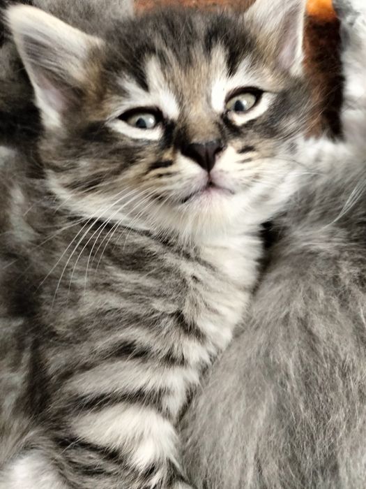 Кошенята, котики