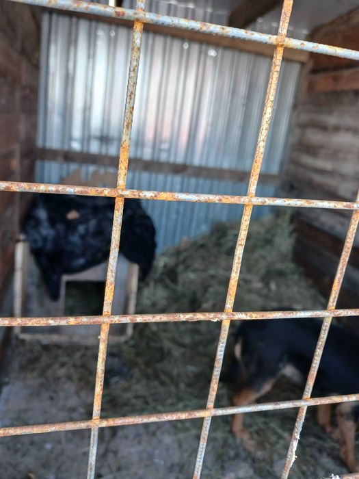 Цуценята безкоштовно