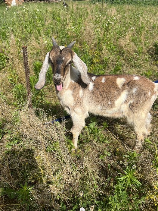 100% англо-нубійський цапок 3 місяці