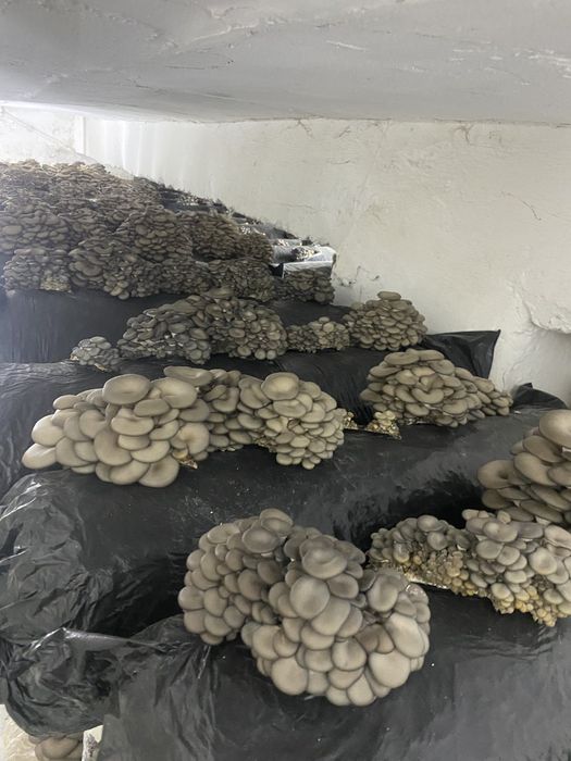 Продаю гриби глива