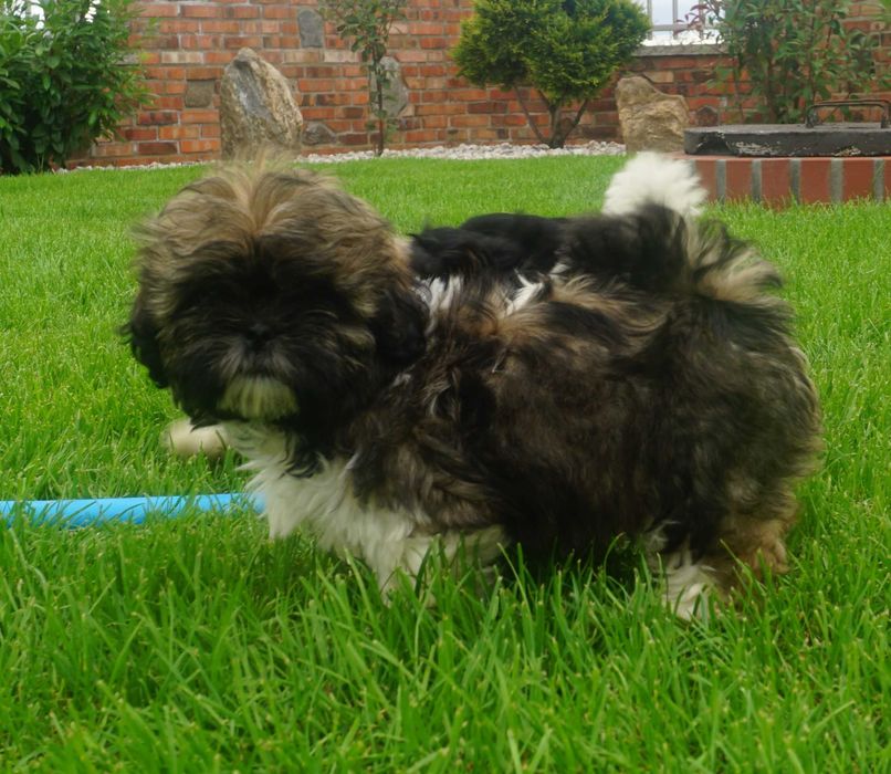 shih tzu sunia tricolor czarny pyszczek
