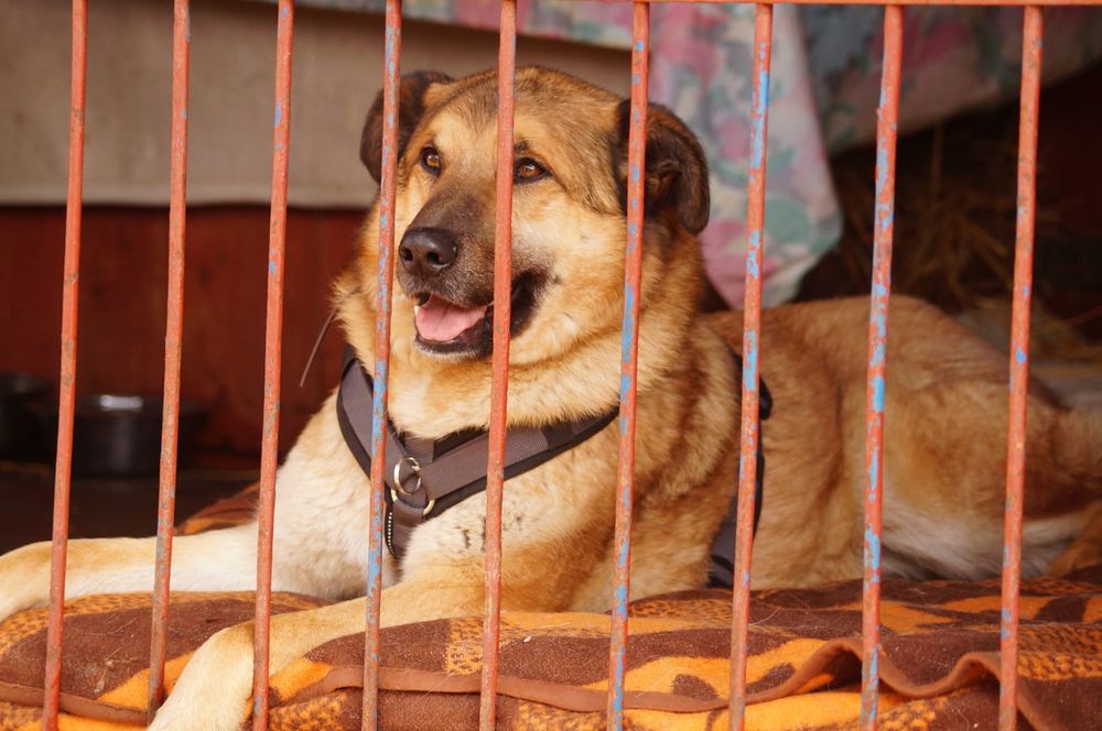 Ivan oaza spokoju do adopcji