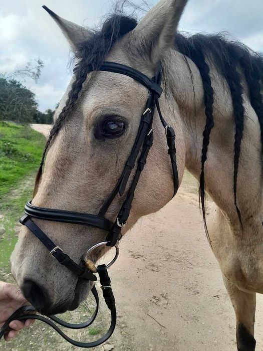 Linda égua cruzada baia montada