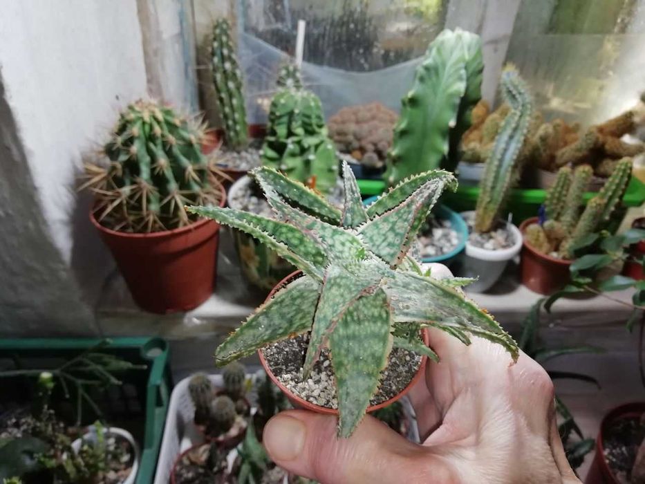 Набор 4 шт алое блэк джем+алое донни+алое рауха Сноу+алое безымянный