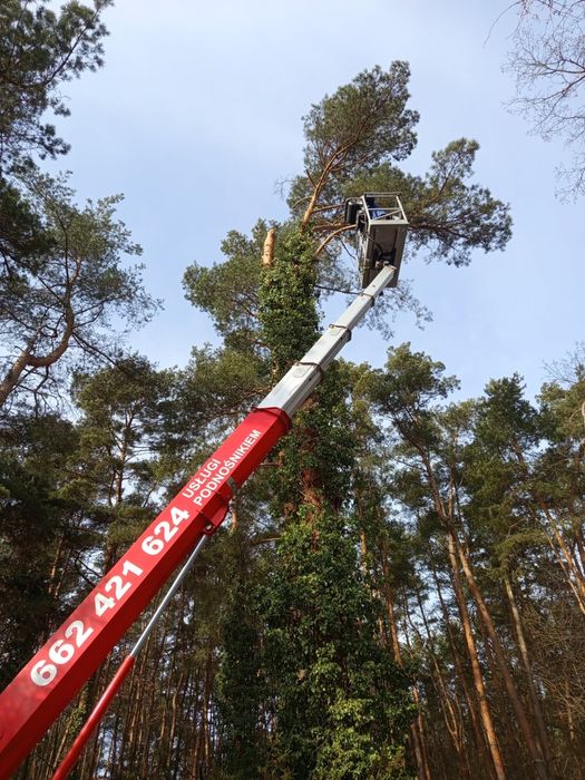 Wycinka drzew czyszczenie działek koszenie
