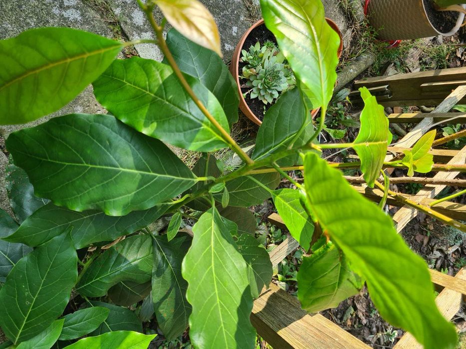 Drzewko awokado w donicy