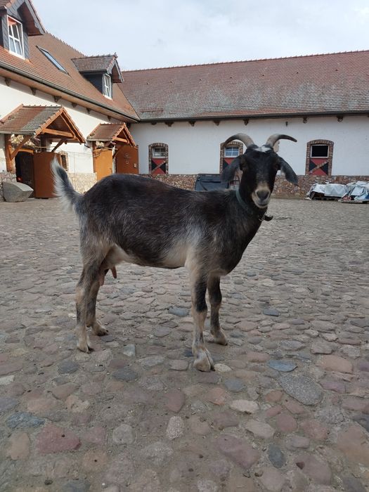 Sprzedam dojną kozę
