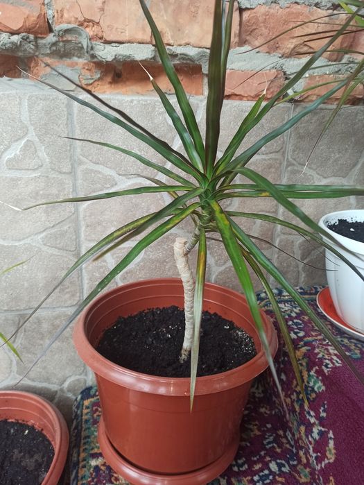 Продається Драцена