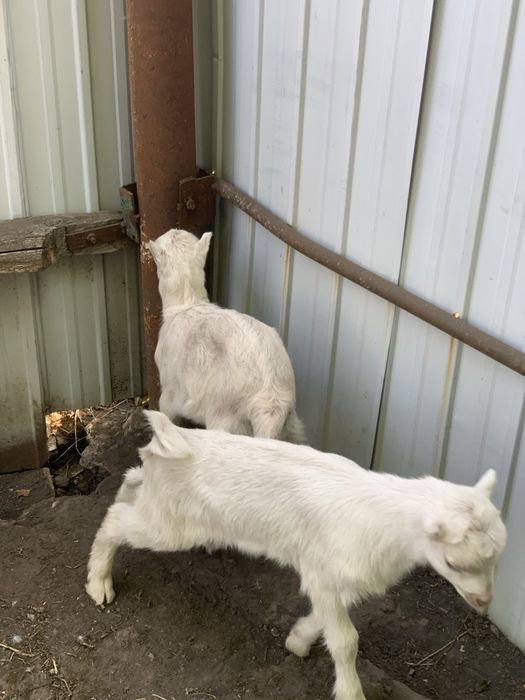 Коза Альпійська безрога