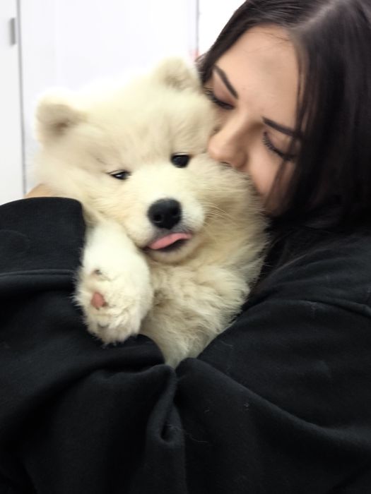 Samoyedy suczki ZKwP/FCI
