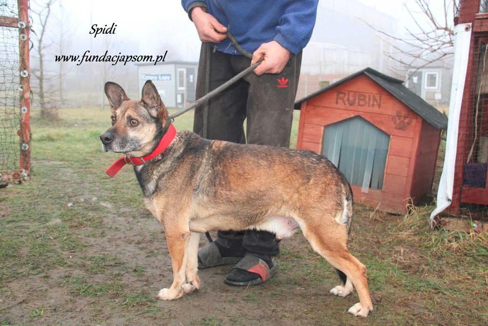 Spidi szuka właściciela