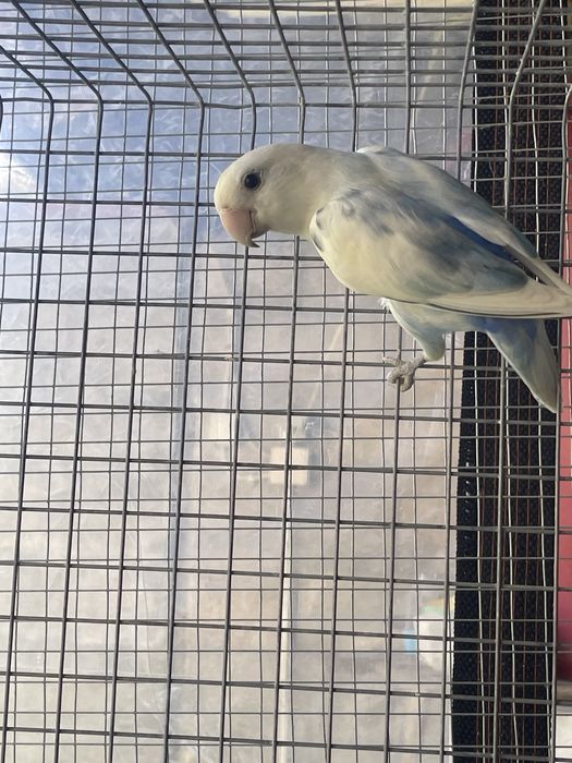 agapornis roseicollis macho