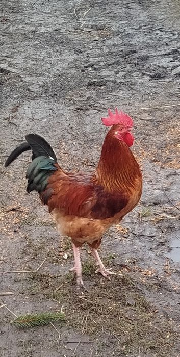 Sprzedam młode koguty