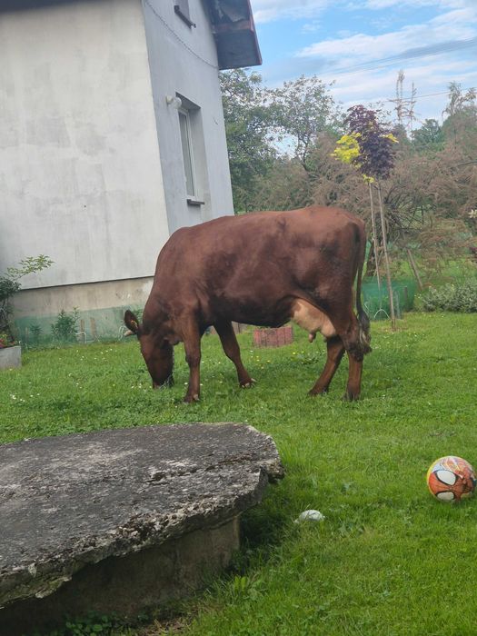 Krowa mleczna.