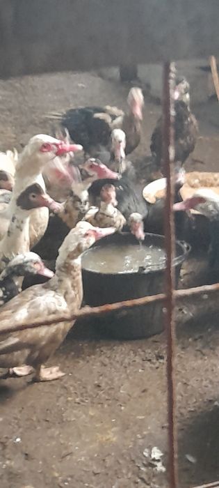 Продам индоуток на племя