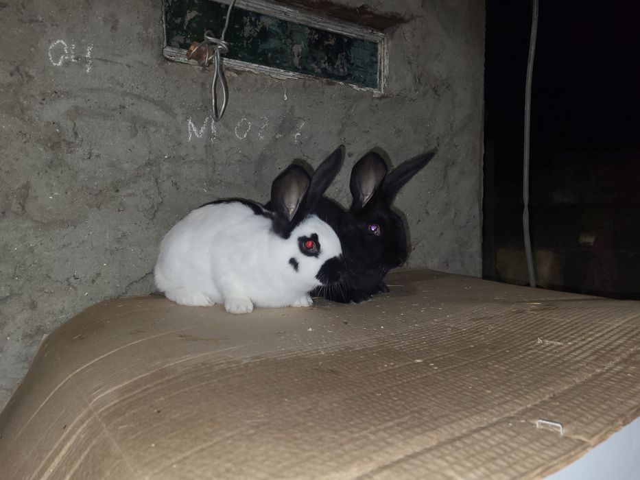Продам  кролики Нимецкий Строкач