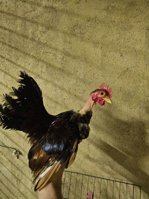 Garnizos minis seramas