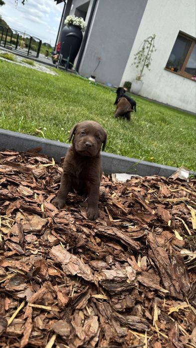 Labrador Retriever czekoladowy  pies gotowy na nowy dom