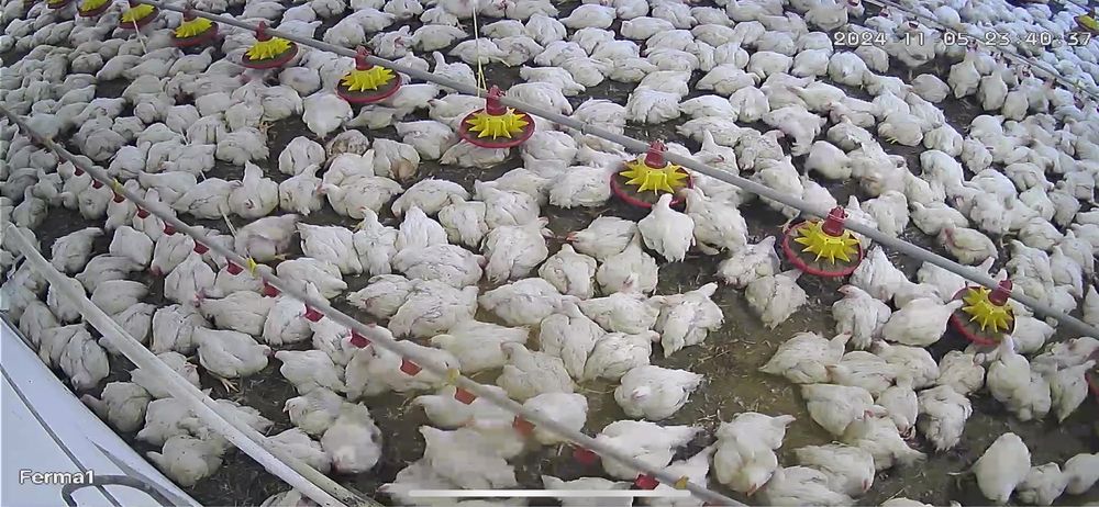 Кури бройлери.