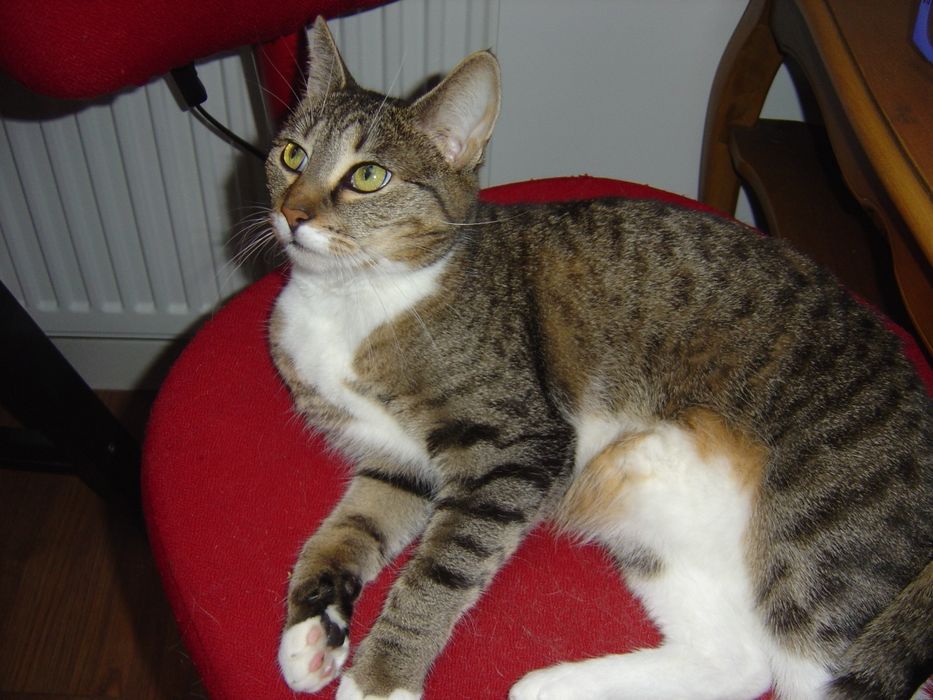 Aparat cyfrowy Sony DSC-P10 5.0 mpx