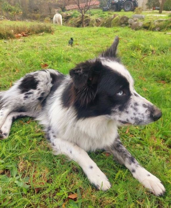 Border collie merle