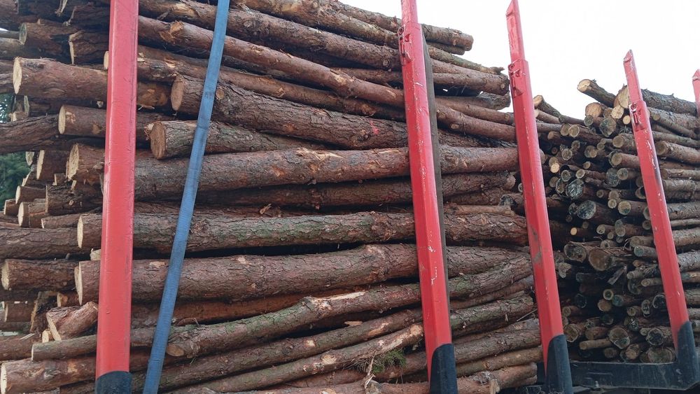 klody sosna  2,5 mb ., s2ap