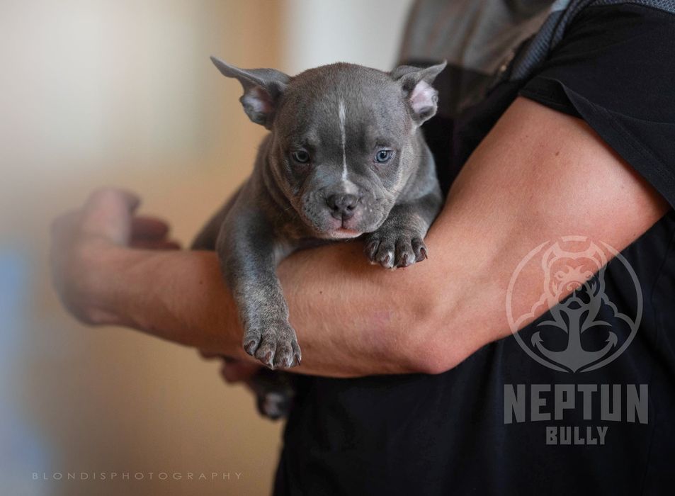 Pies American bully Perun
pocket/standard

Data urodzenia 24.08.2025