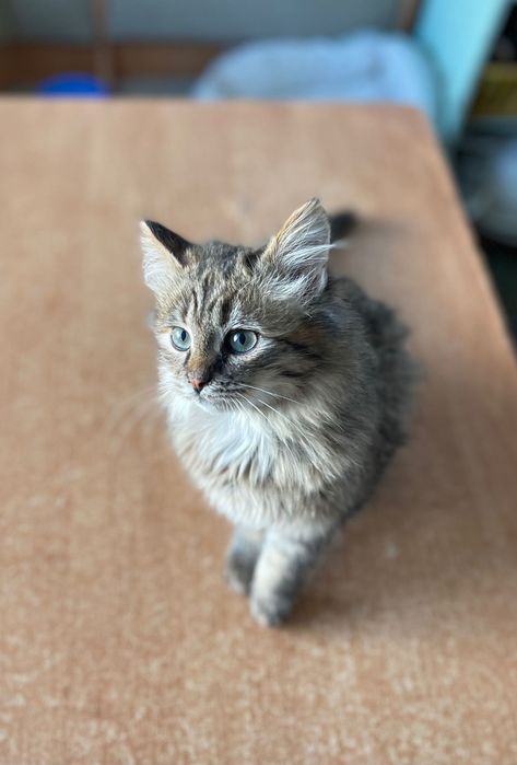 Котики котята отдам котенок девочка