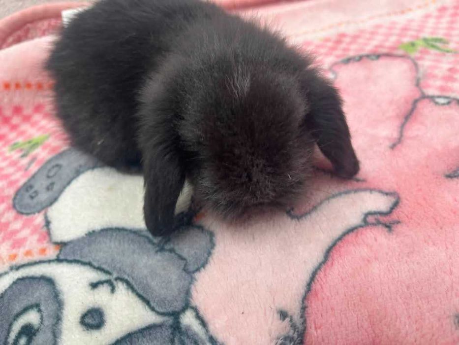 Coelhinhos raça mini lop bellier
